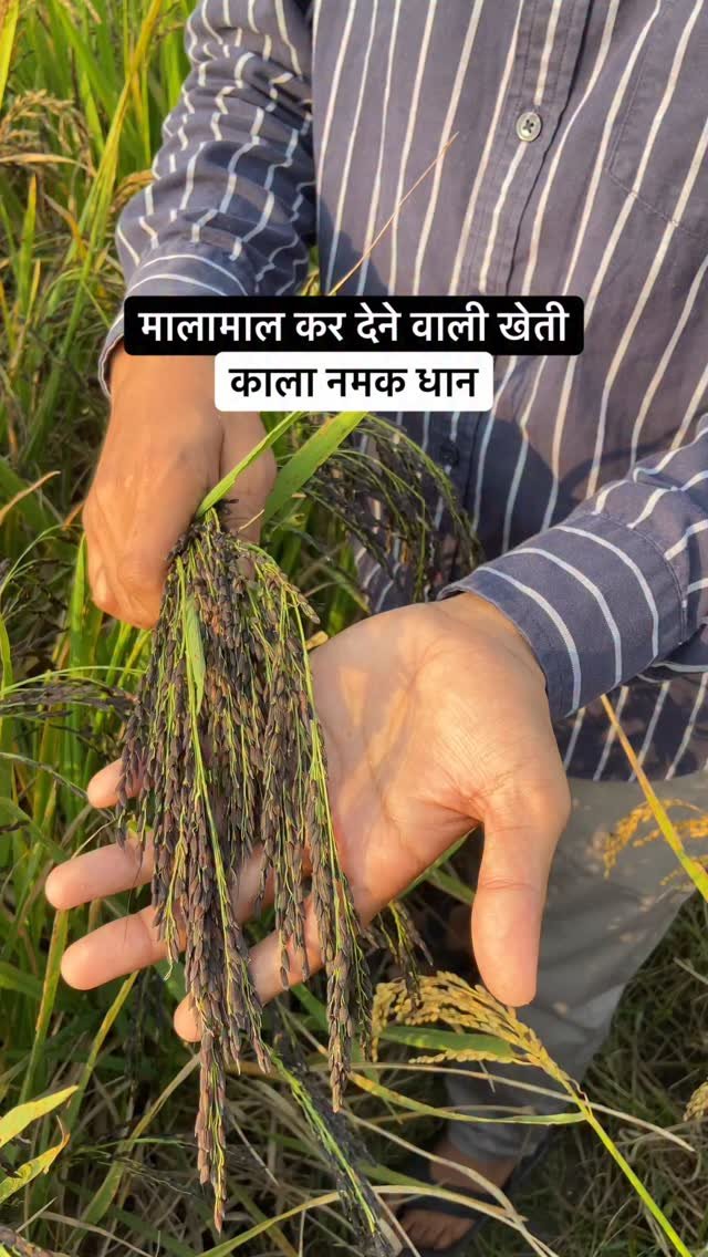 agrilcareer 게시물 이미지: Profitable farming of Kala Namak Rice 🌾 | Agril Career