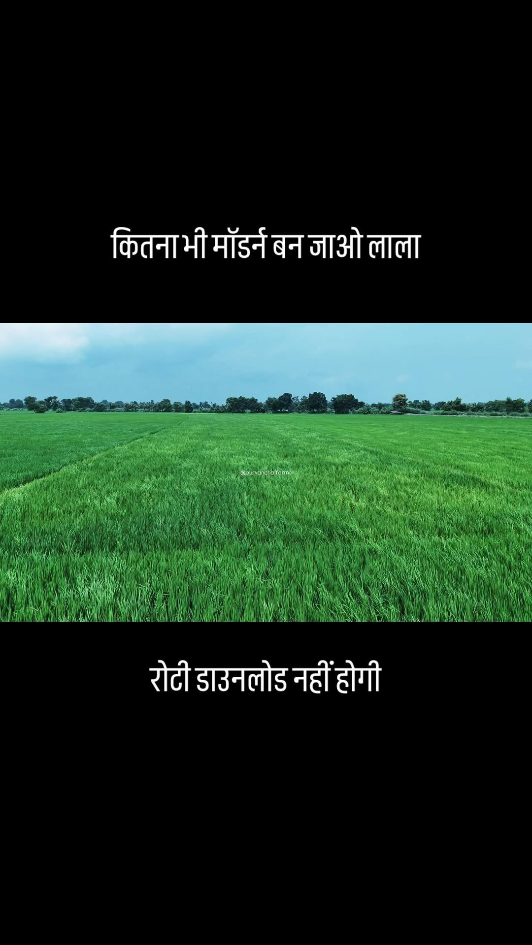 agrilcareer 게시물 이미지: Farming💪🏻Purvanchal Farms Kala Namak Rice 🌾...
