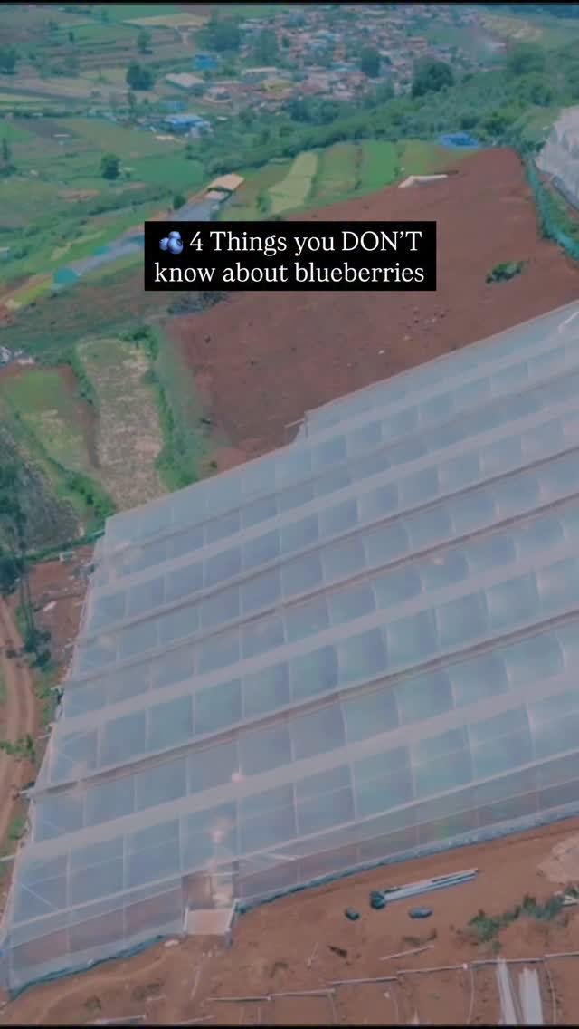 agriplastprotected 게시물 이미지: 🫐 ₹1 Crore Per Acre: The Blueberry Revolution...