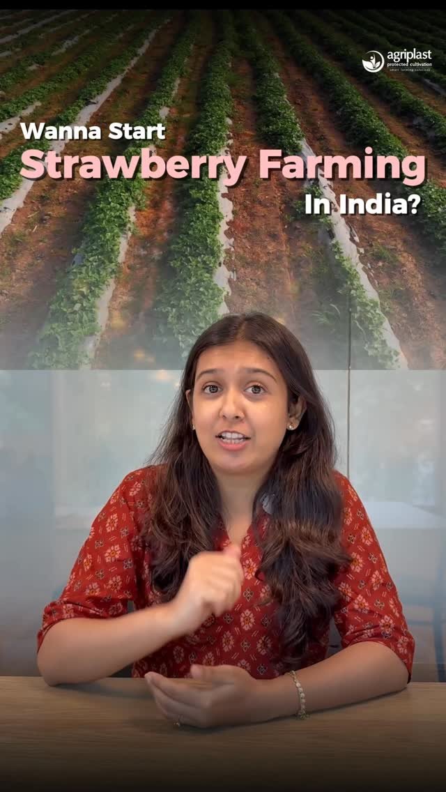 agriplastprotected 게시물 이미지: Open field strawberry farming looks...