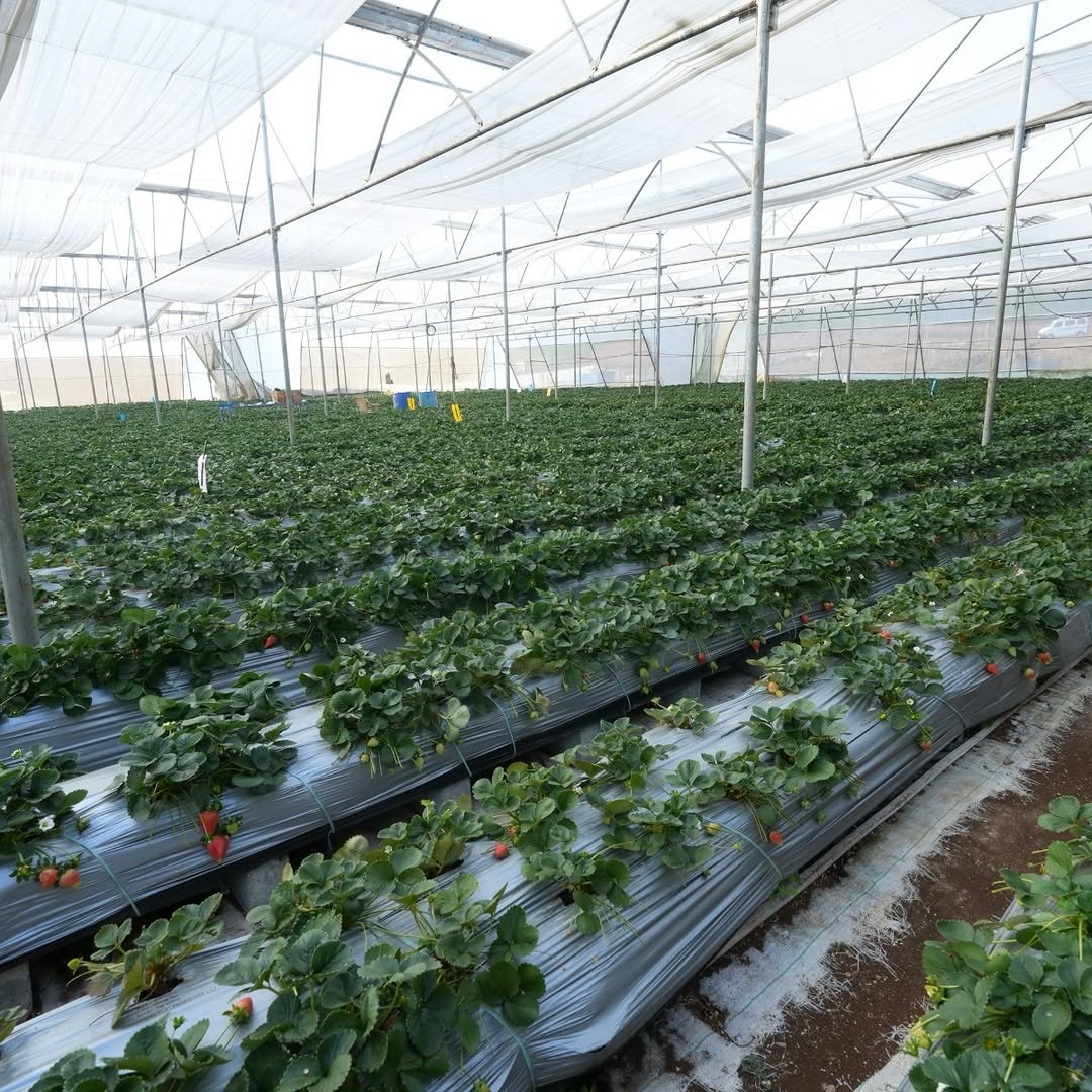 Healthy strawberry plants growing under protected cultivation with ripe red strawberries visible on the crop. The image highlights polyhouse and tunnel farming for strawberries, showing how protected structures help reduce rain damage, aphids, thrips, frost impact, and improve fruit quality, shelf life, and premium market value in commercial strawberry farming.