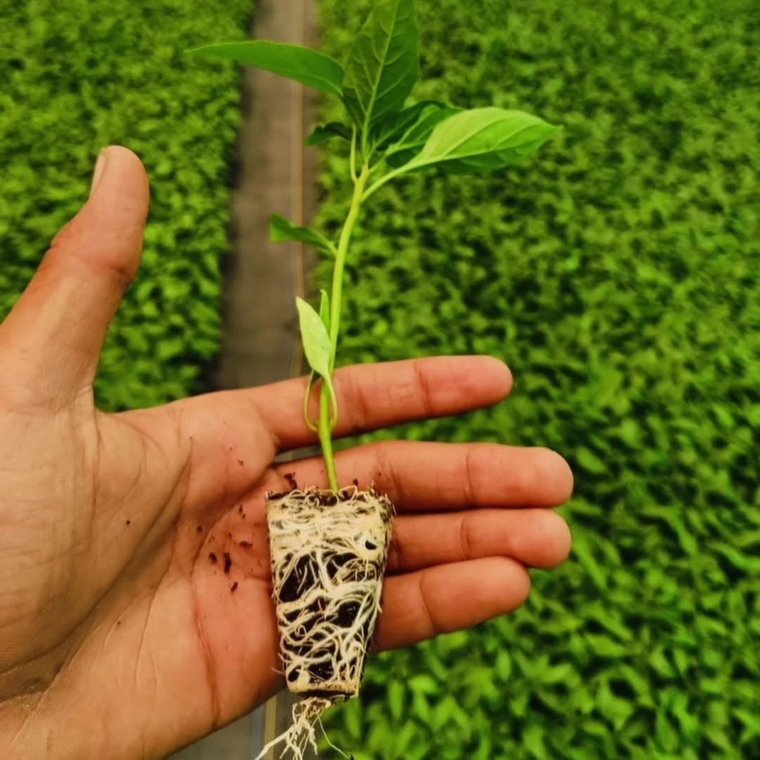 Healthy chilli seedlings growing inside a newly developed Agriplast Cable Purlin Net House project. The protected nursery setup shows uniform seedling growth, controlled nursery management, and modern net house farming infrastructure designed for high-value agriculture and protected cultivation in India.