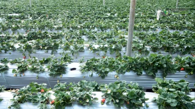 agriplastprotected 게시물 이미지: Discover how Mr.Suresh from Purple Patch Farms...