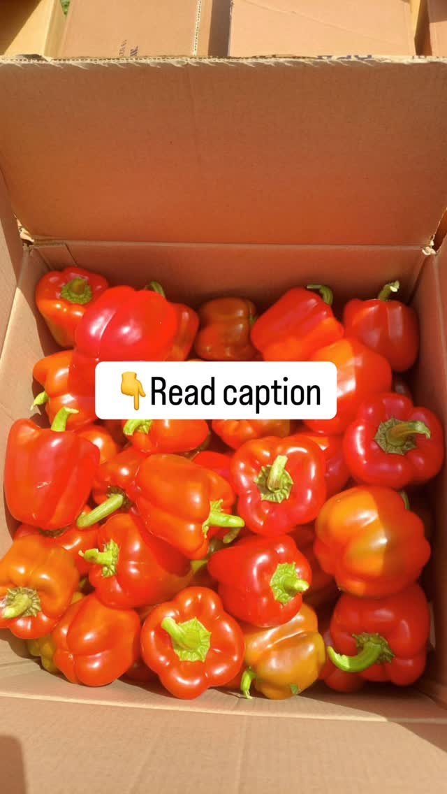 agriplastprotected 게시물 이미지: Colour capsicum is no longer just a high-value...