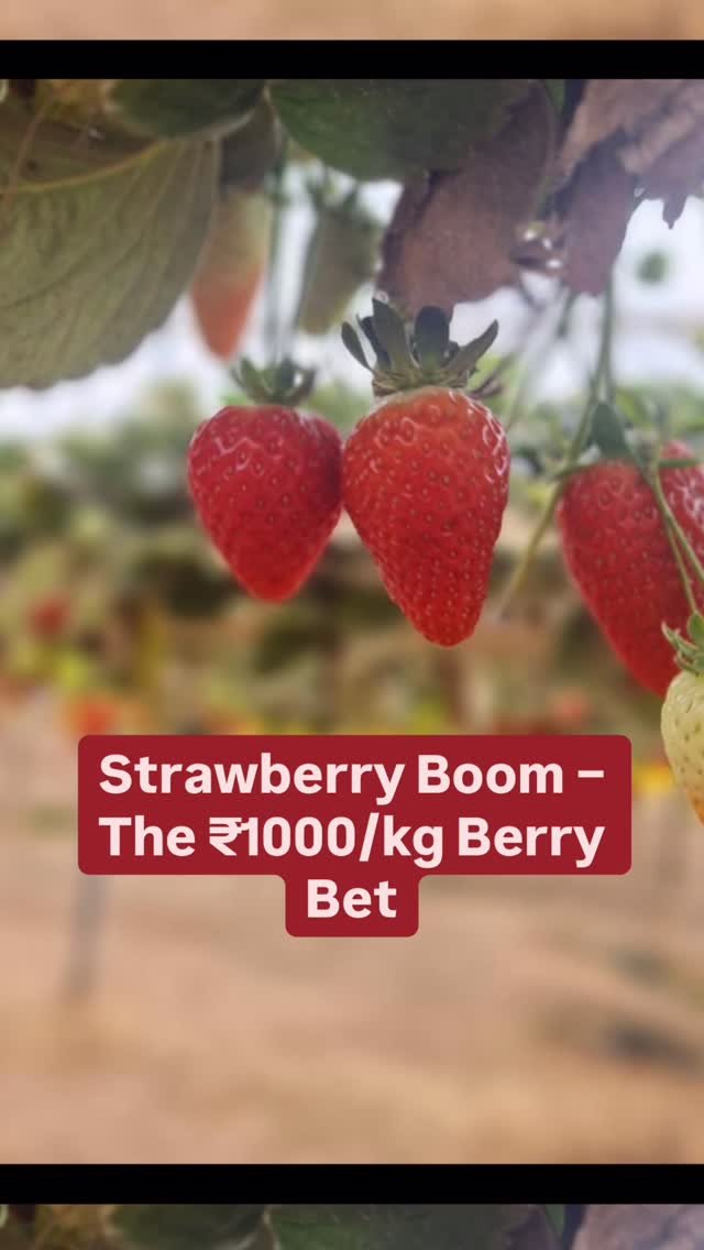 agriplastprotected 게시물 이미지: Strawberry Boom - The ₹1000/kg Berry...