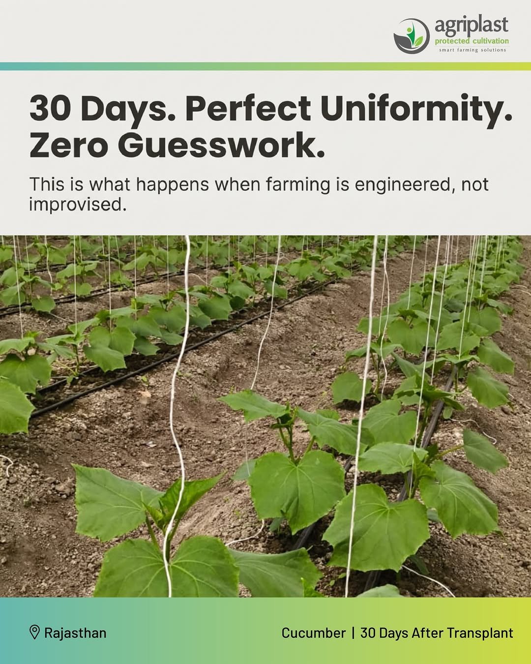 Photo by Agriplast Protected Cultivation Pvt Ltd on February 23, 2026. May be an image of vegetable, plant and text that says 'agriplast protected cultivation Lnantfarningalur.cn unan farning colUtiDeL 30 Days. Perfect Uniformity. Zero Guesswork. This is what happens when farming is engineered, not improvised. ๑ Rajasthan Cucumber Cucumber130DaysAlterTrnsplant I 30 Days After Transplant'.