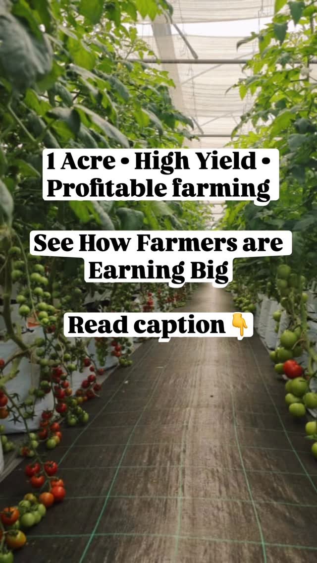 agriplastprotected 게시물 이미지: 🌱 Tomato Economics in Polyhouse - A Profitable...