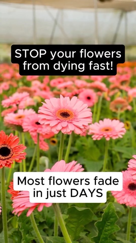 agriplastprotected 게시물 이미지: Some flowers fade… Others stay flawless 🌸

The...