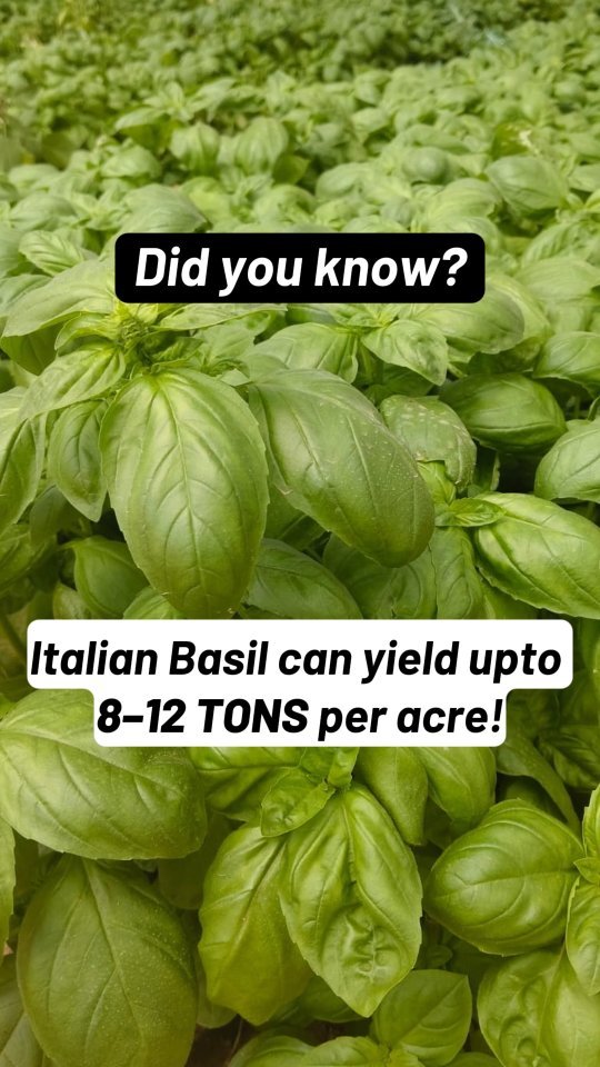 agriplastprotected 게시물 이미지: This isn’t just basil. 
This is the power of...