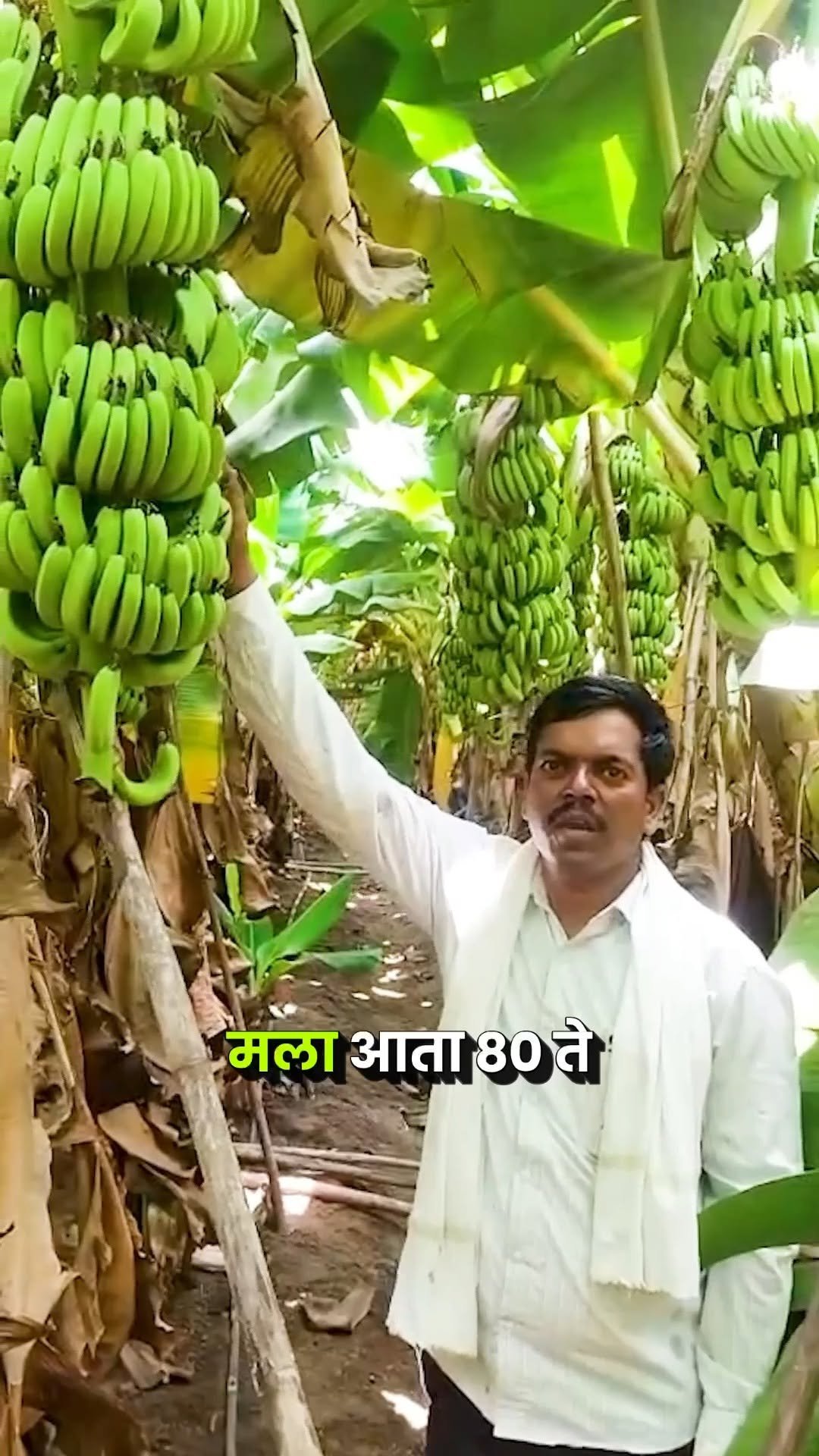 agrisearchindia 게시물 이미지: Kelamrut चा दमदार रिझल्ट 🍌 | प्रत्येक घडाला...