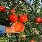 samruddhi_farm_51 프로필 사진