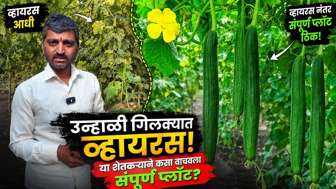 agrisearchindia 게시물 이미지: व्हायरसमुळे उत्पादन घटलं? 😨 | कसा वाचवला त्या...