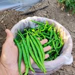 kaje_bandhu 프로필 사진