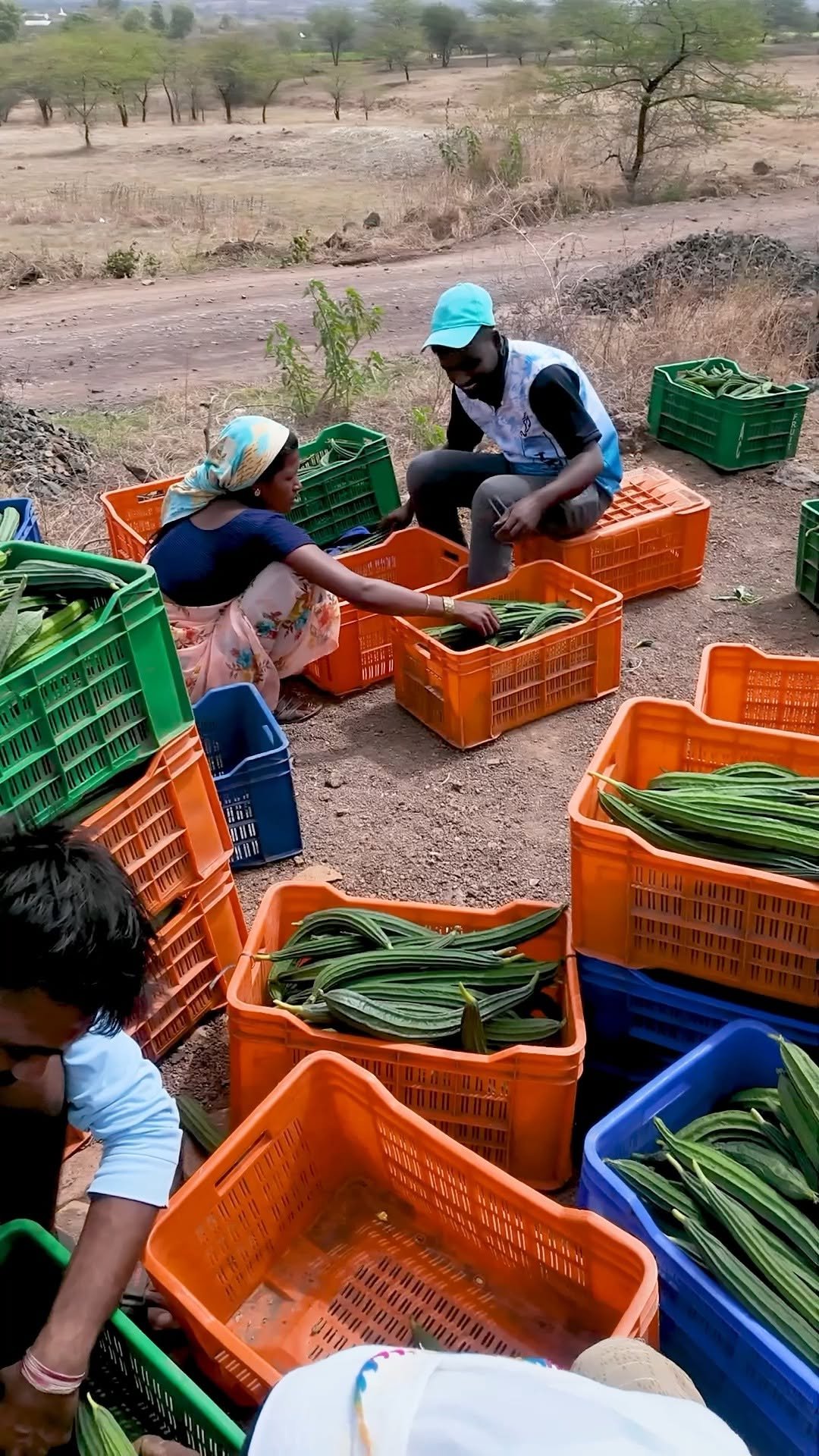 agrisearchindia 게시물 이미지: प्लॉट सोडून देणार होते परंतु आज ५०+ कॅरेट निघत...