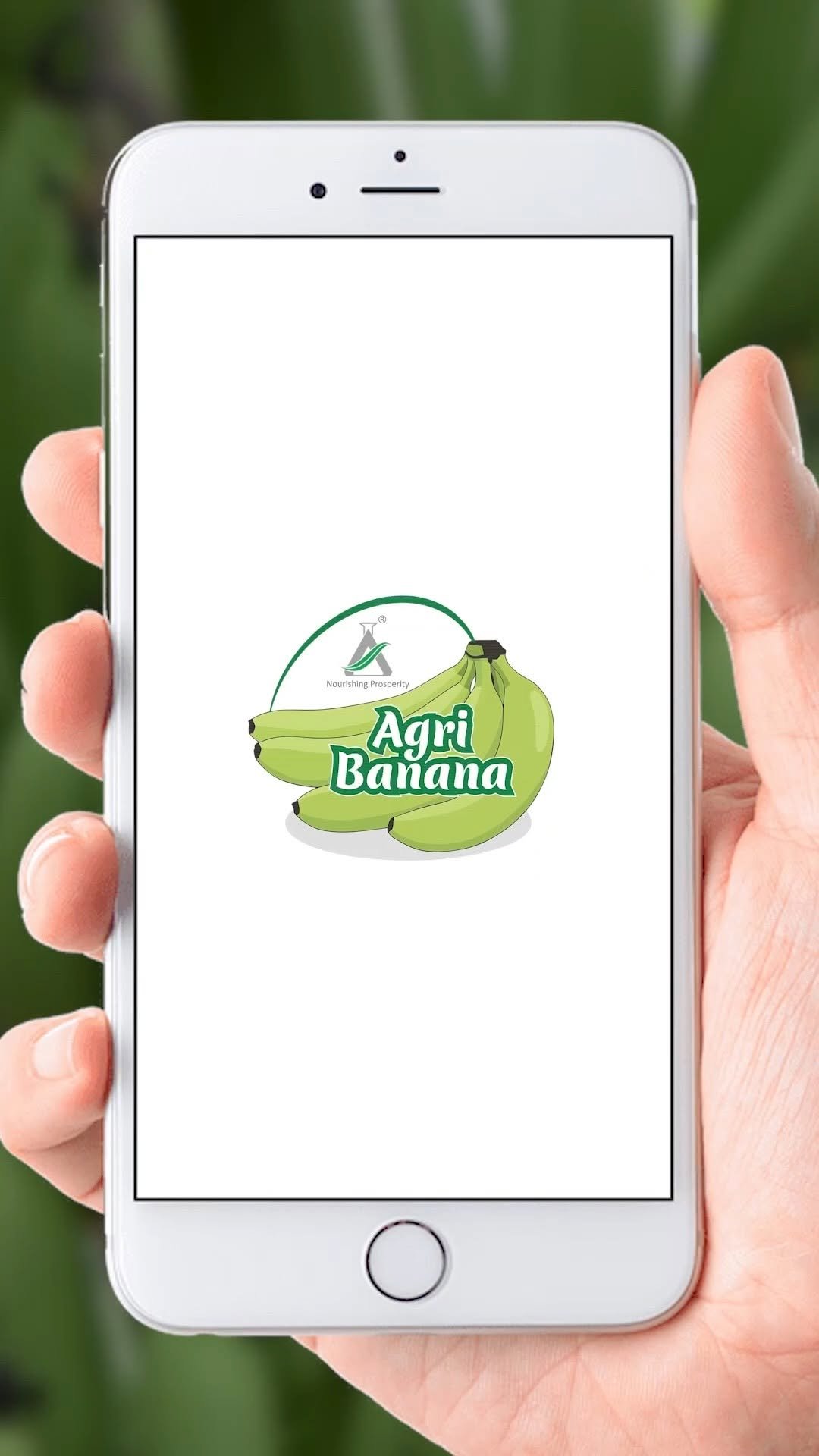 agrisearchindia 게시물 이미지: AgriBanana Weekly Quiz 🎯 | ज्ञान वाढवा आणि...