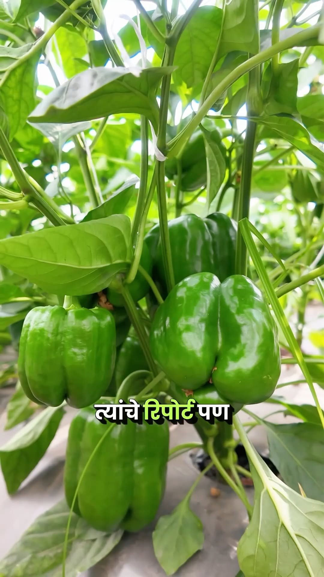 agrisearchindia 게시물 이미지: इंटरनोड कमी, सेटिंग जास्त 🍇 | Fruit Magic चा...