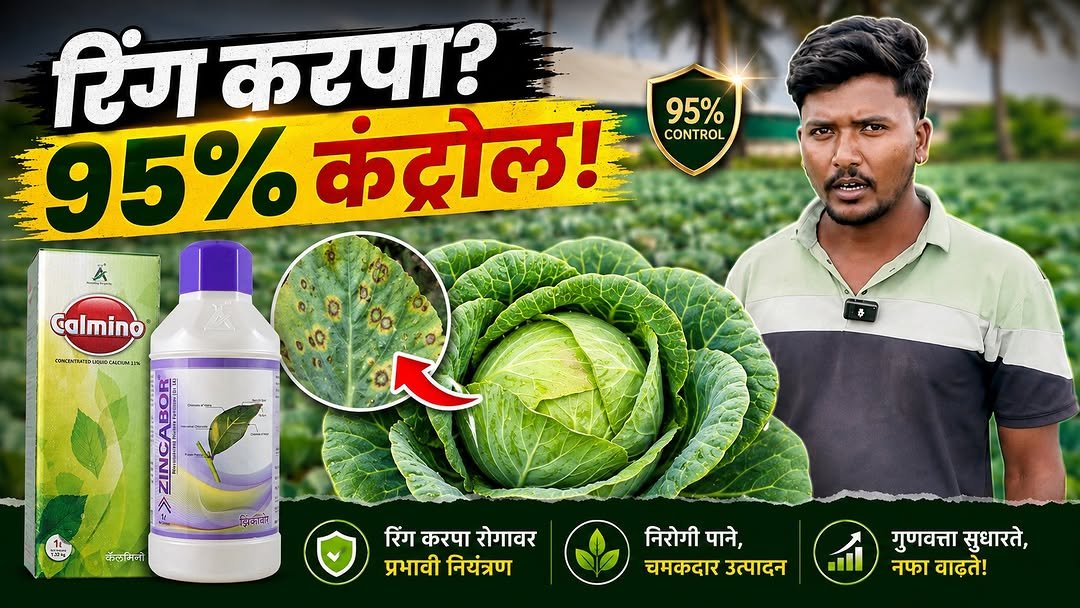 agrisearchindia 게시물 이미지: कोबी एकदम क्लीन! 🔥 रिंग करपावर मिळाला जबरदस्त...