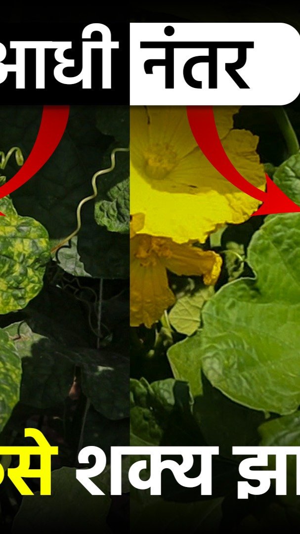 agrisearchindia 게시물 이미지: व्हायरसने पूर्ण उद्ध्वस्त झालेल्या गिलक्याच्या...