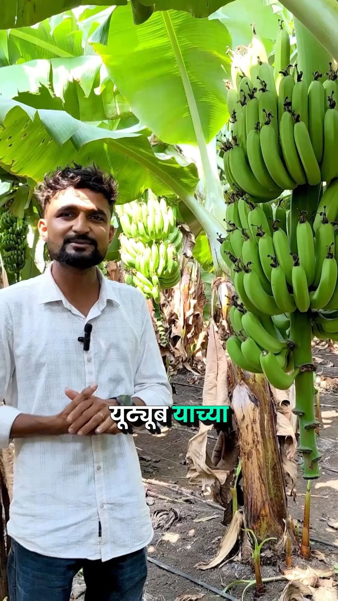 agrisearchindia 게시물 이미지: पहिल्याच वर्षी केळीमध्ये जबरदस्त उत्पन्न 🍌 |...