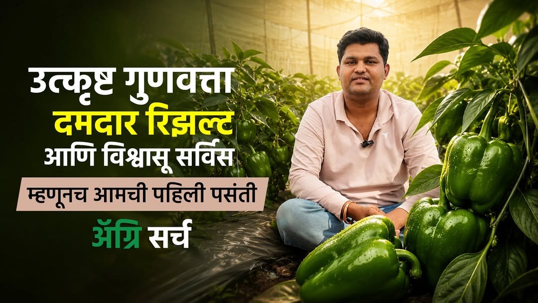 agrisearchindia 게시물 이미지: शिमला मिरचीमध्ये Heavy Setting 🫑 | Fruit Magic...