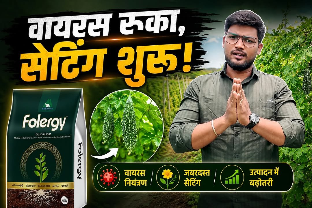 agrisearchindia 게시물 이미지: Folergy का कमाल! 🚀 वायरस के बाद भी जबरदस्त...