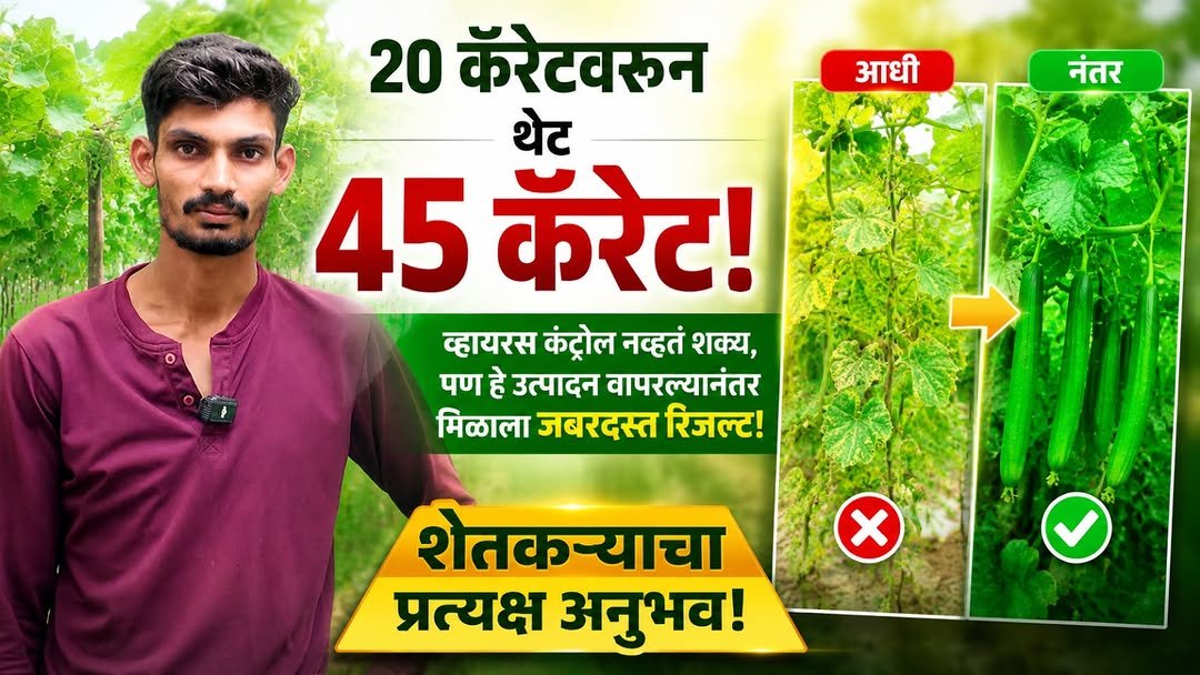 agrisearchindia 게시물 이미지: Folergy मुळे व्हायरस नियंत्रणात | 20 कॅरेटवरून...