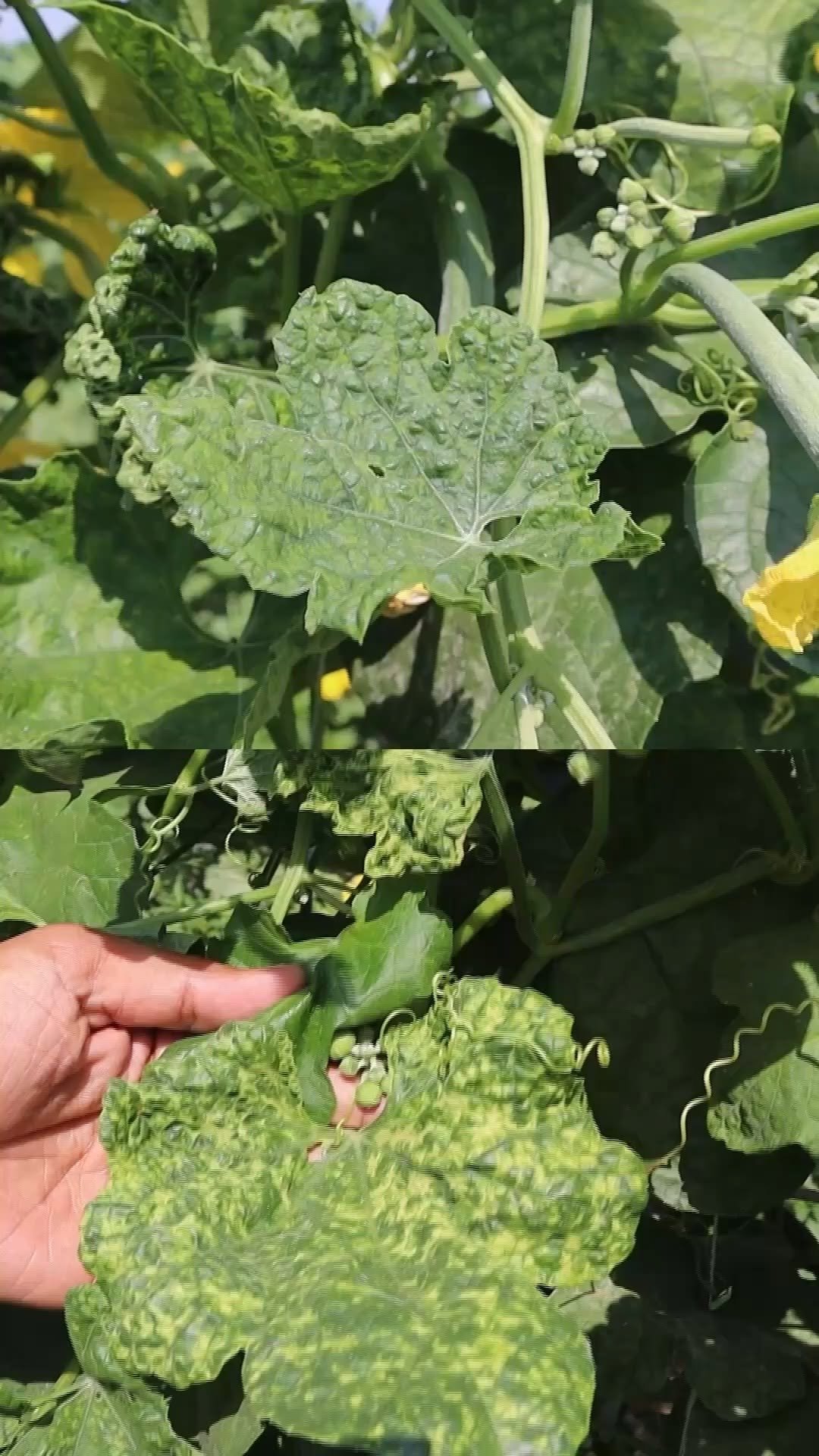 agrisearchindia 게시물 이미지: फक्त 2 वेळा स्प्रे केला आणि व्हायरसग्रस्त...