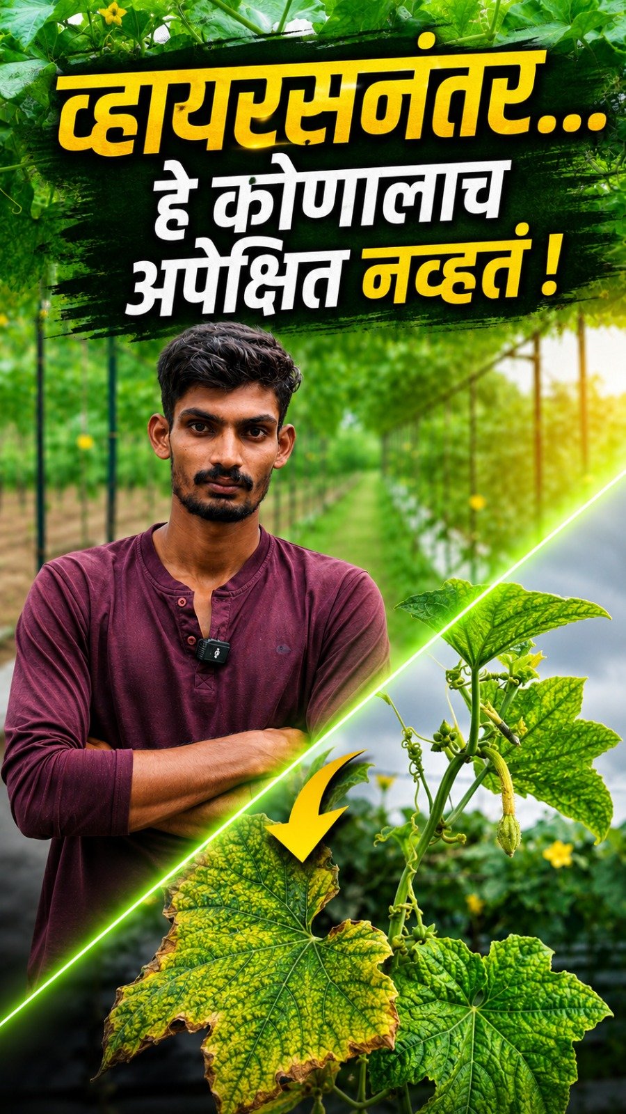 agrisearchindia 게시물 이미지: व्हायरसग्रस्त शेंडा कसा झाला...