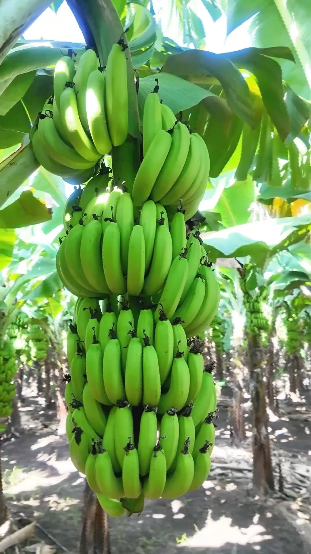 agrisearchindia 게시물 이미지: वादळातही प्लॉट सुरक्षित 🌪️🍌 | Kelamrut +...