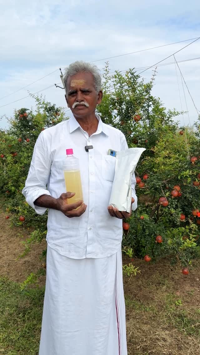 agritechtelugu 게시물 이미지: • దానిమ్మలో మచ్చ తెగులుకు చెక్! 🍎
•...