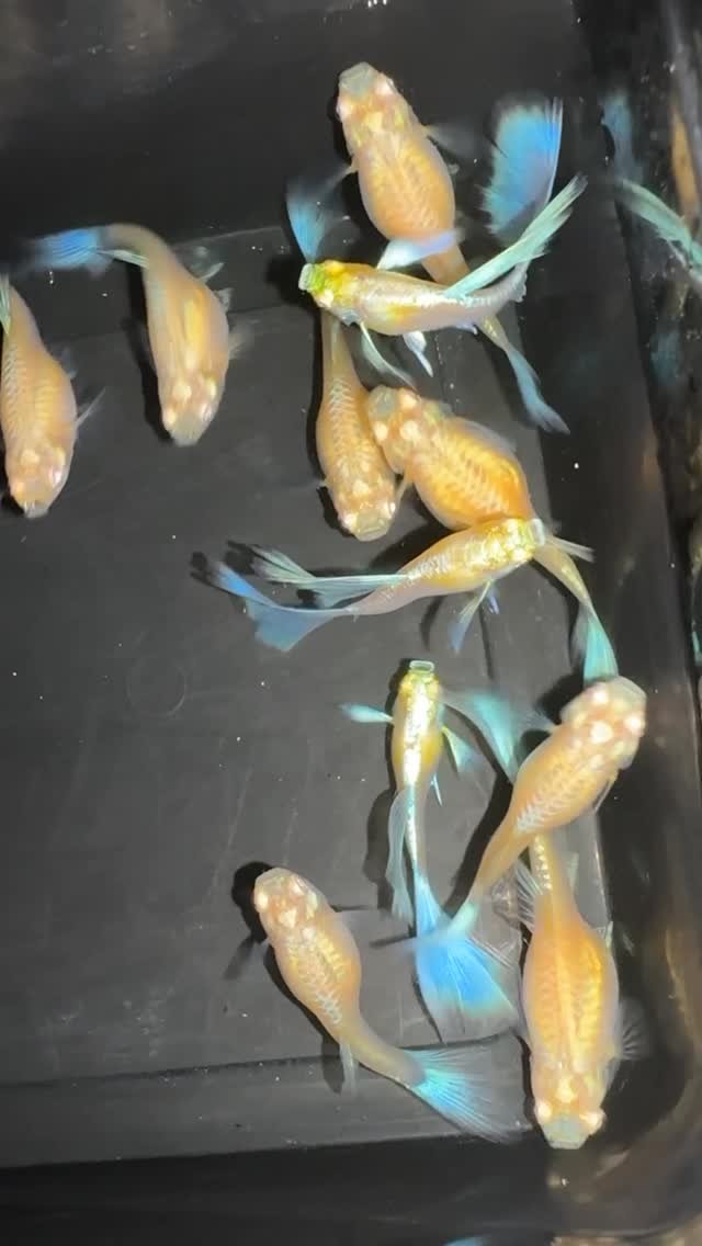 agritechtelugu 게시물 이미지: Guppies breeding farm | AgriTech...