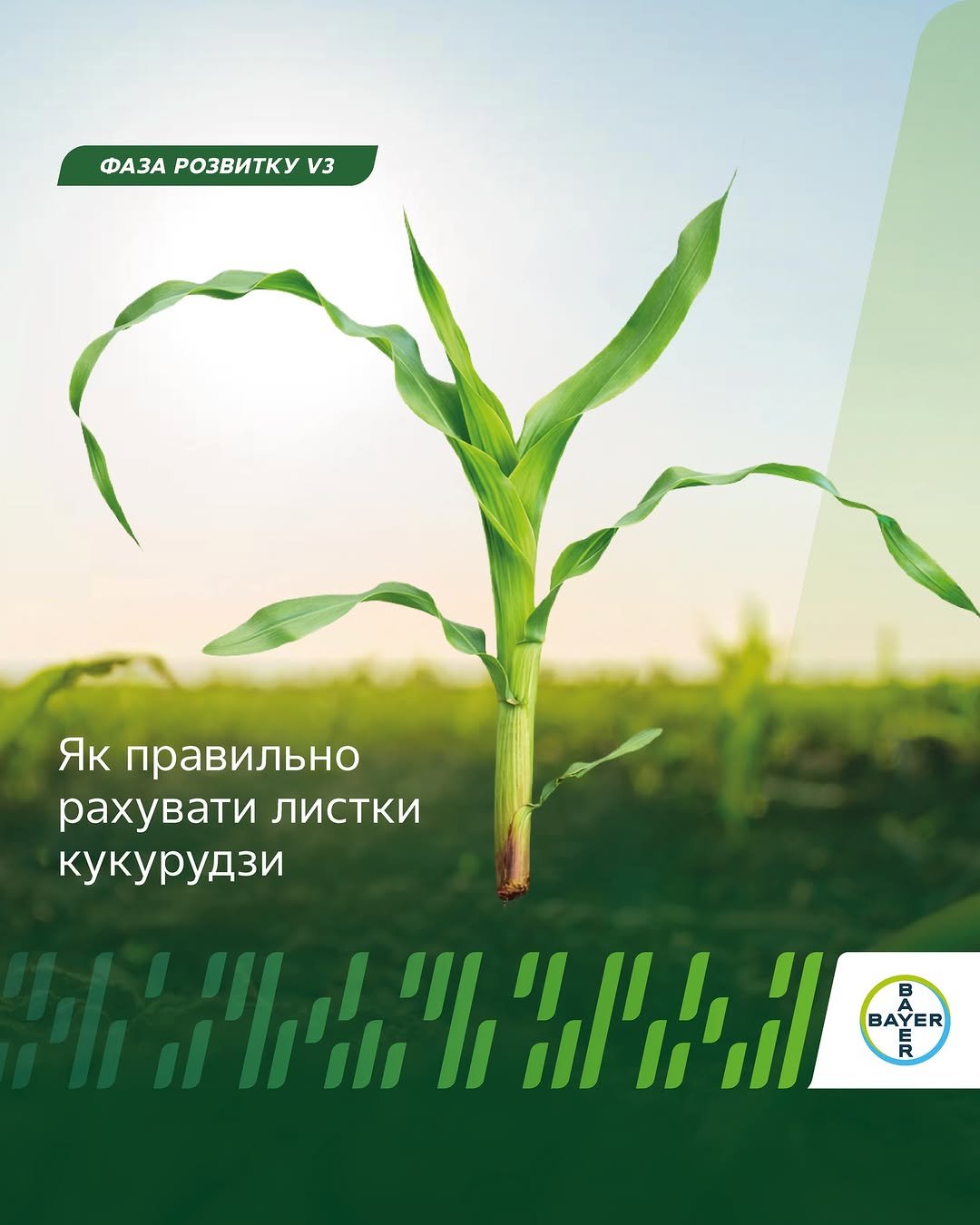 agronomica.bayer 게시물 이미지: 🌽 Як правильно визначити фазу розвитку...