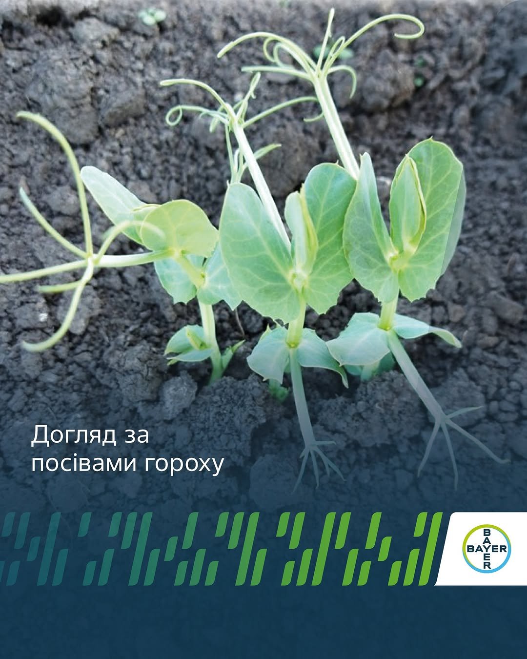 agronomica.bayer 게시물 이미지: 🌱Горох у Східному регіоні стабільно займає...
