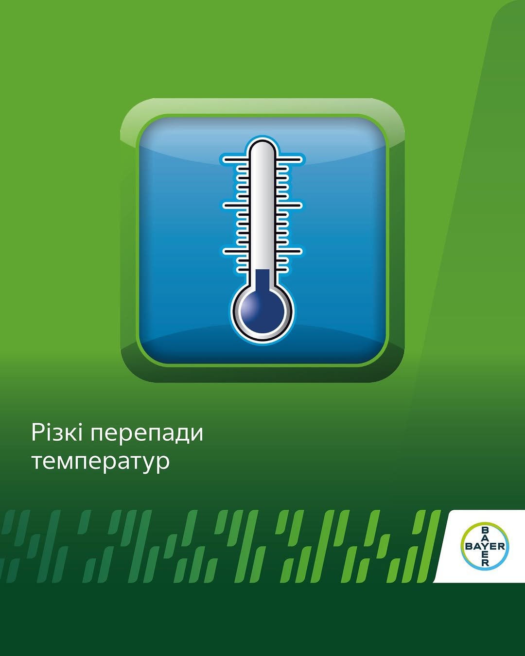 agronomica.bayer 게시물 이미지: ☝Перепади температур (холодні ночі та спекотні...