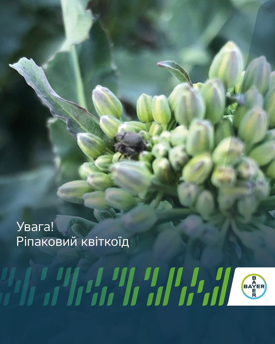 agronomica.bayer 게시물 이미지: 🌱Очікуємо початок цвітіння ріпаку через 10-15...