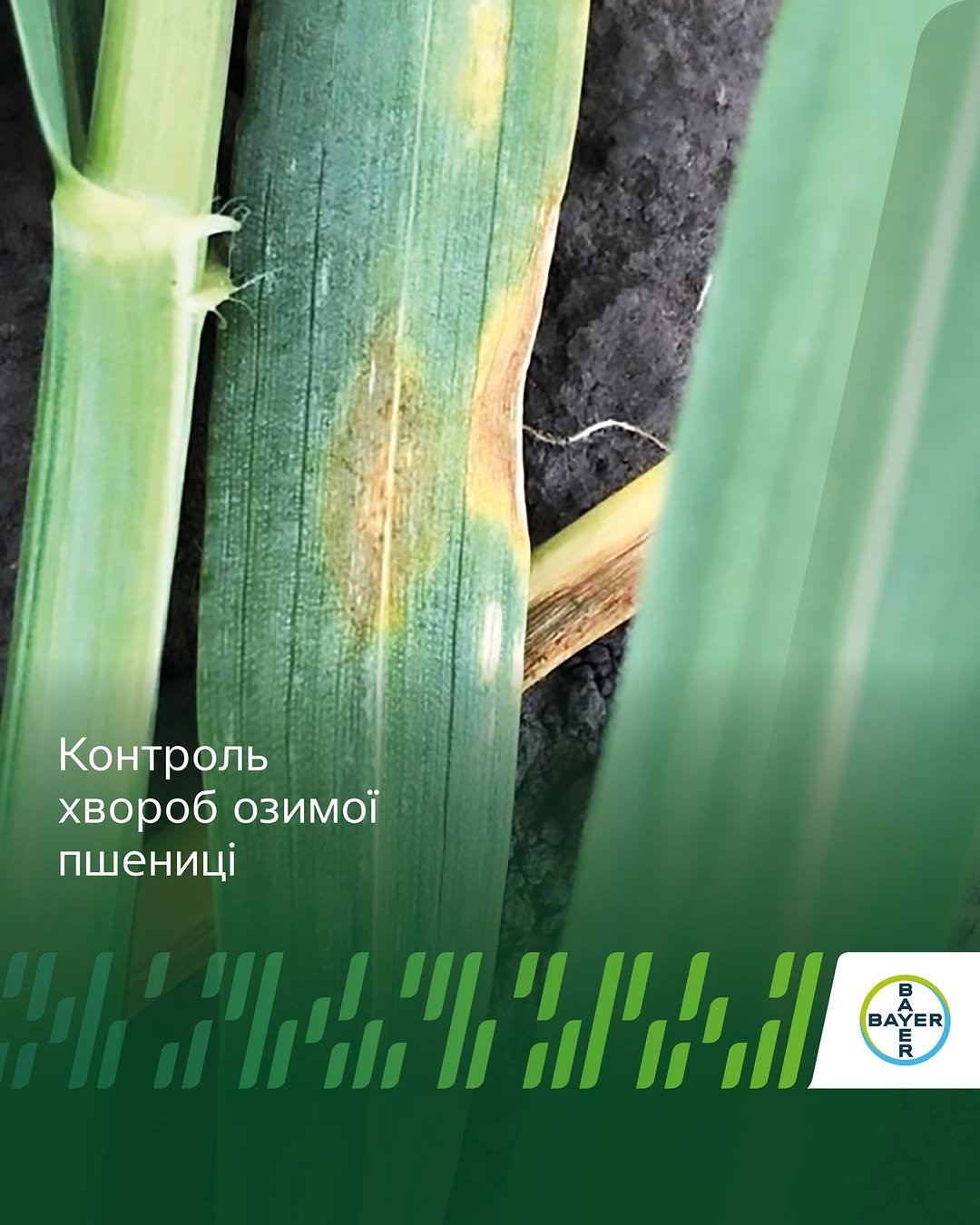 agronomica.bayer 게시물 이미지: 🌾Захист озимої пшениці від основних листових...