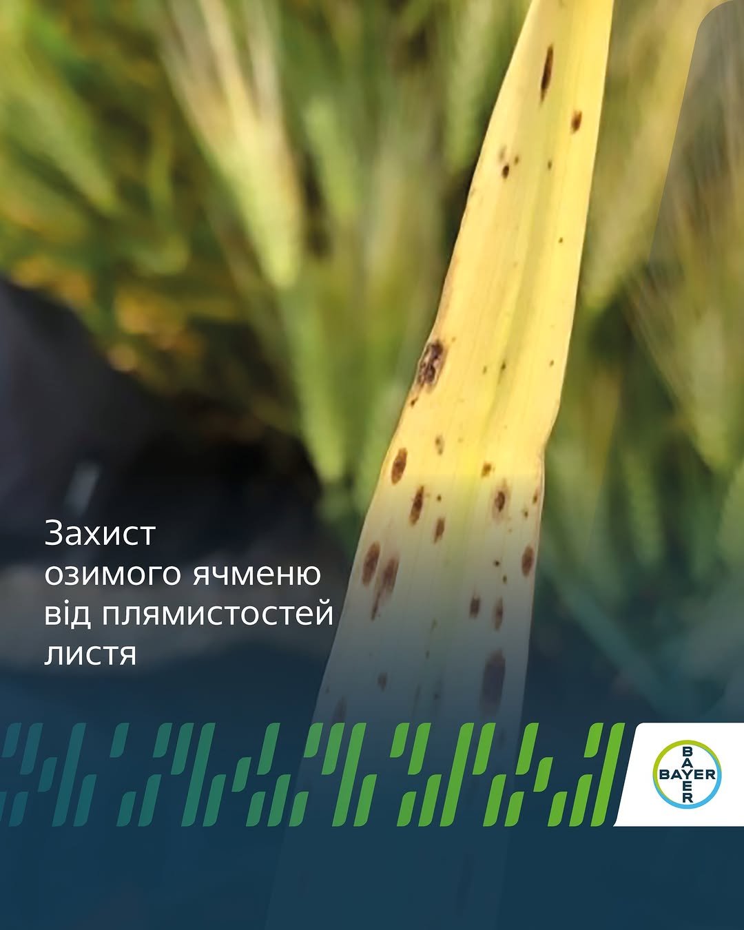 agronomica.bayer 게시물 이미지: 🌾Захист озимого ячменю від плямистостей є...