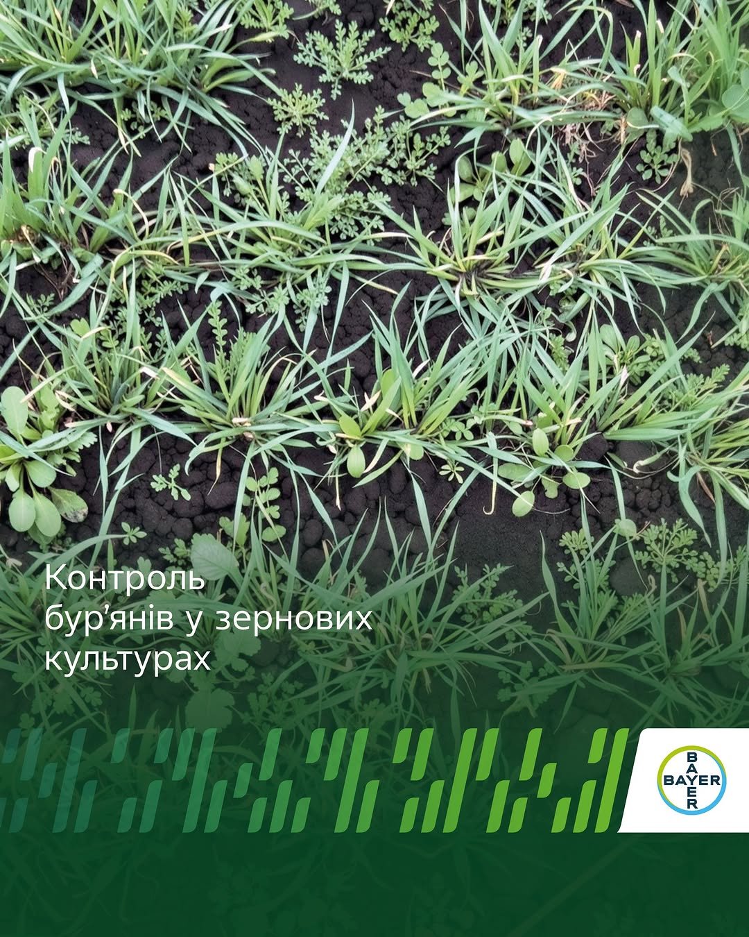 agronomica.bayer 게시물 이미지: 🌱У багатьох регіонах спостерігається високий...