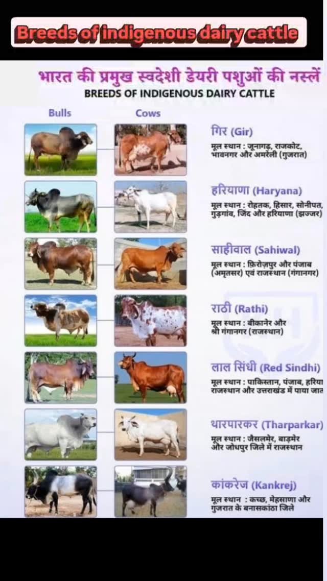 ahdp_bikaner_rajuvas 게시물 이미지: Breeds of indigenous dairy cattle ........