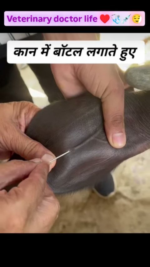 ahdp_bikaner_rajuvas 게시물 이미지: पशुओं में इंजेक्शन लगाने के मार्ग .............