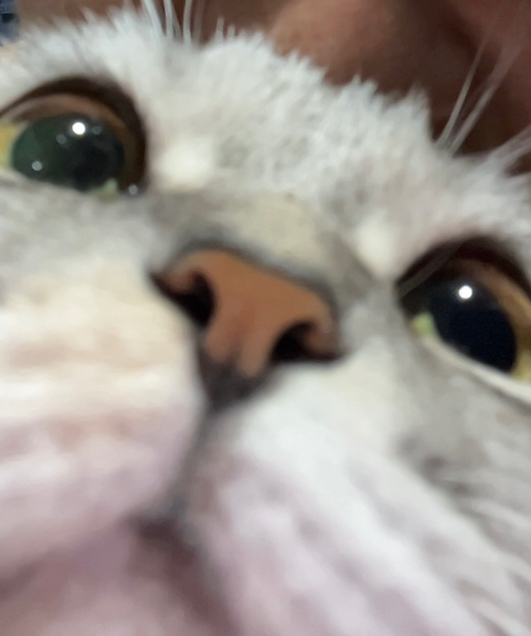 Photo by 안온해유 on September 13, 2025. May be a closeup of kitten, Abyssinian cat and text.
