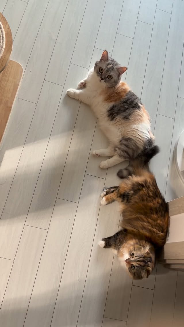 ahnon_heyyou 게시물 이미지: 😽🤍😽