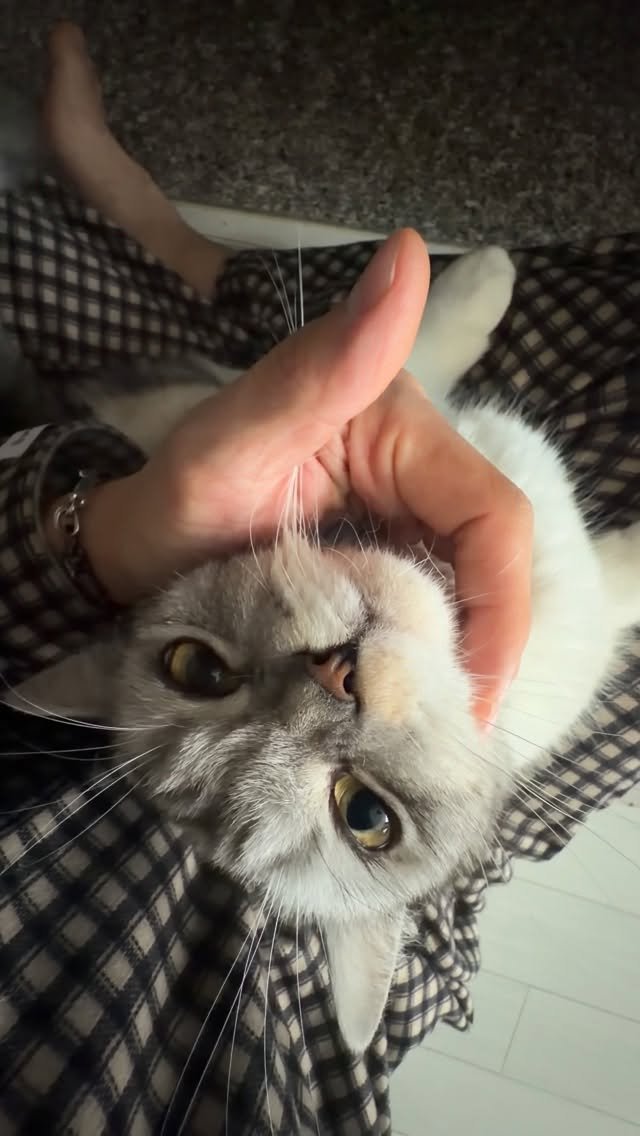 ahnon_heyyou 게시물 이미지: 잘자면 무릎 앉혀놓고 얼굴 마사지 해드려야하는 고양이..