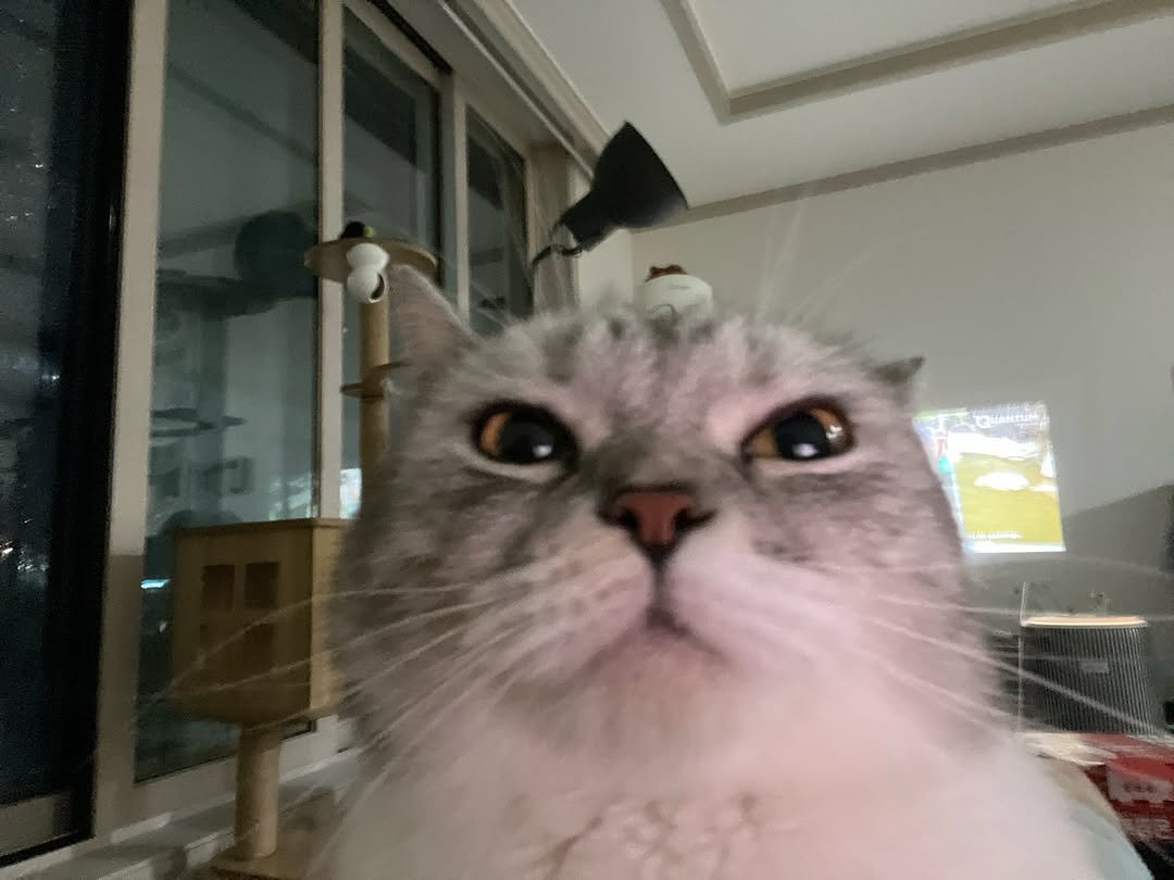 Photo by 안온해유 on September 27, 2025. May be an image of ragdoll cat, kitten, tortoiseshell cat, Persian cat and text.