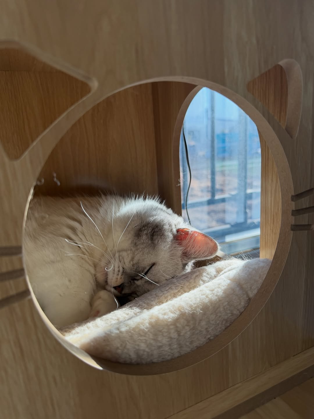 Photo by 안온해유 on February 17, 2026. May be an image of sleeping, ragdoll cat, kitten, Abyssinian cat and text.