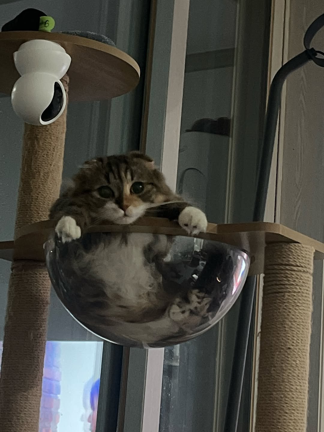Photo by 안온해유 on September 27, 2025. May be an image of ragdoll cat, tortoiseshell cat, Abyssinian cat, kitten and text.