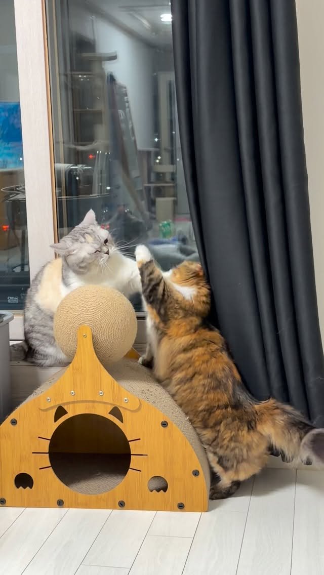 ahnon_heyyou 게시물 이미지: 롱다리들의 허공펀치 싸움🥊🥊