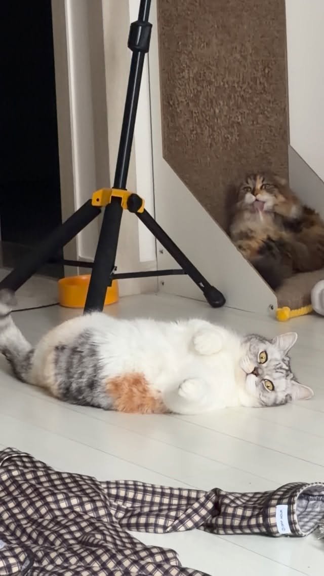 ahnon_heyyou 게시물 이미지: 다리 어디갔어!!