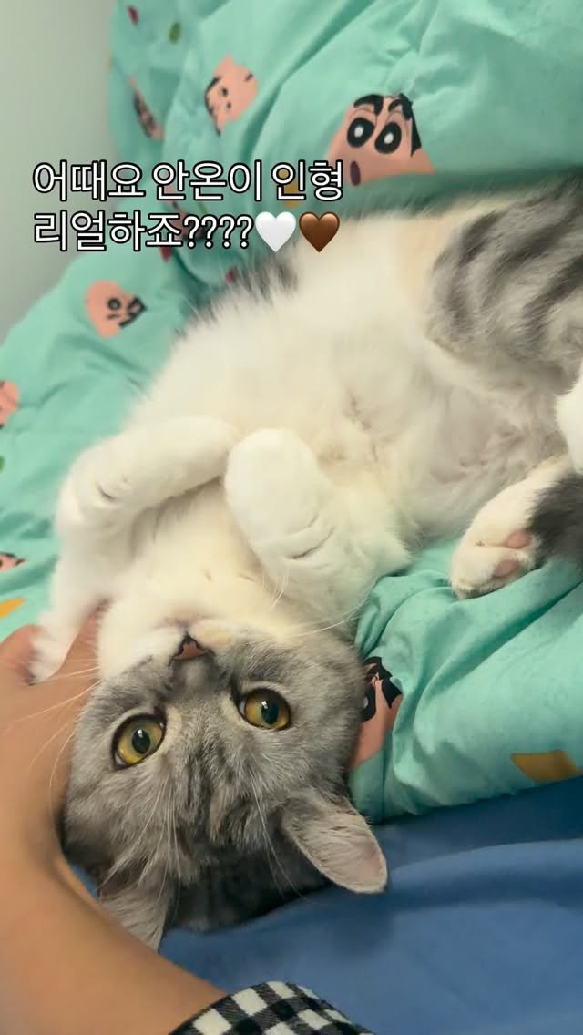 ahnon_heyyou 게시물 이미지: 신기하죠~?_?