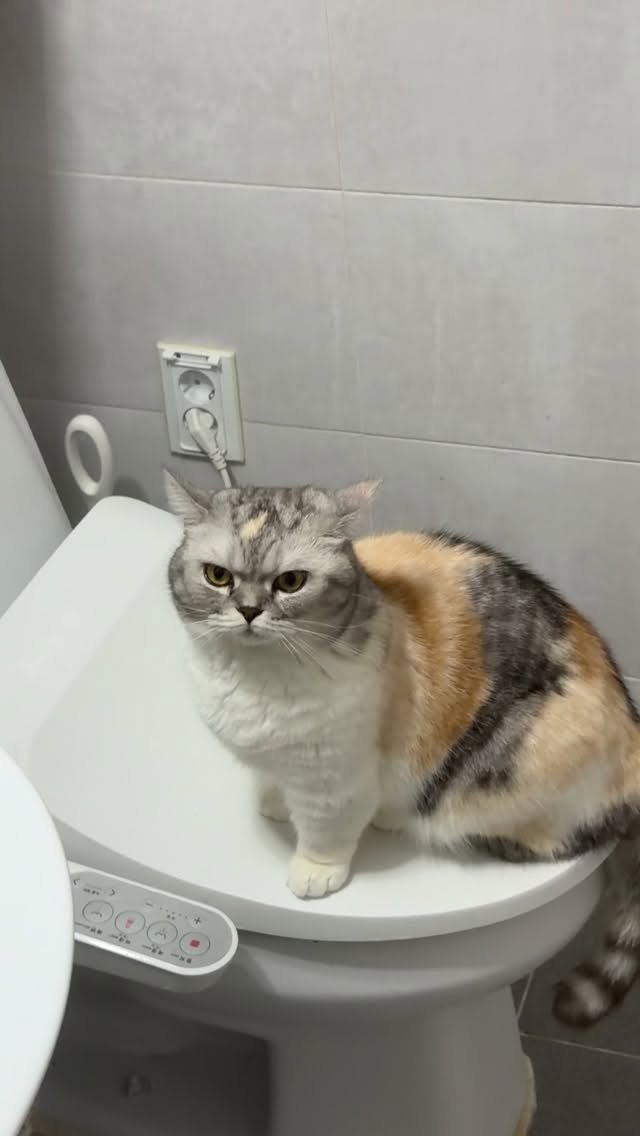 ahnon_heyyou 게시물 이미지: 헤어지기 싫은 고양이 😿